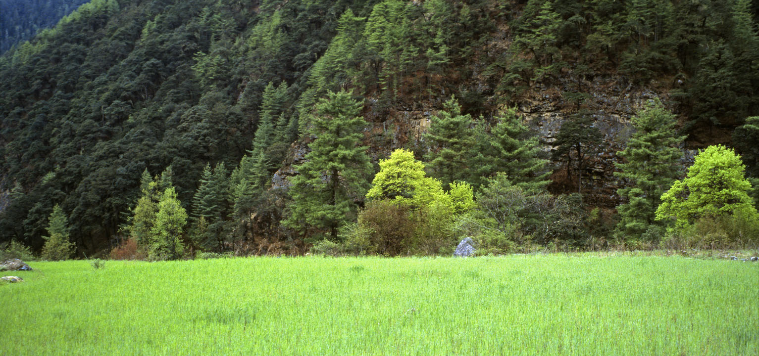 b_301l trek1 pano.jpg - Bhoutan - Jomolhari, entre Drukgyel Dzong et le 1er bivouac symphonie de verts